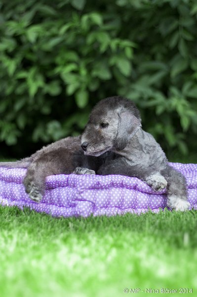 2014-07-03 Cherry-6906.jpg